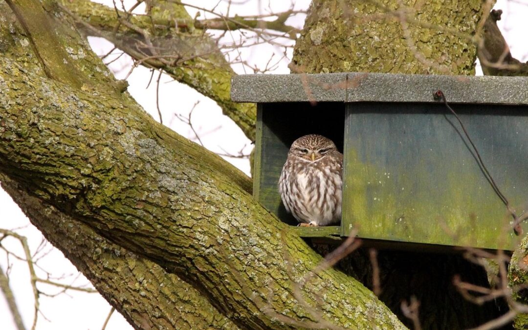 Jaar van de Steenuil: extra aandacht voor een kwetsbare icoonsoort